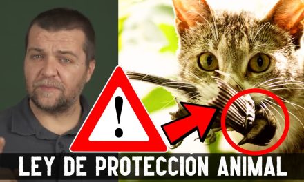 Protección Felina: Cómo la Ley de Bienestar Animal Impacta en Gatos Callejeros